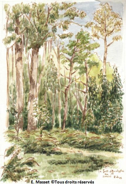 La forêt d'eucalyptus, à 18km de SAntiago.Pas habituel pour moi, rien que de la végétation ! On va dire que c'est un essai. Août 2005.