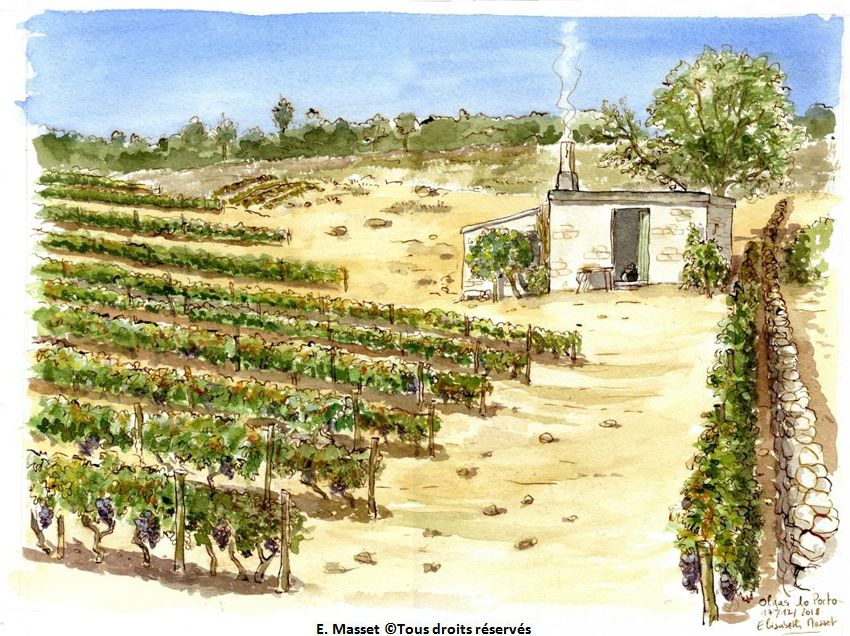 Portugal, la vigne "Olgas de Porto". Décembre 2018. Collection D. Monteiro
