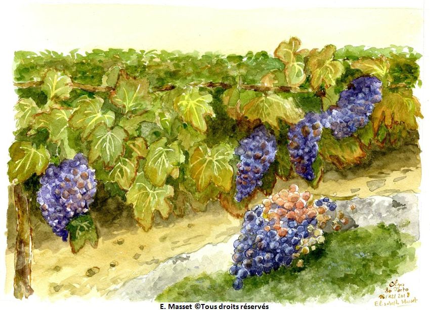 Portugal, la vigne "Olgas de Porto". Décembre 2018. Collection D. Monteiro